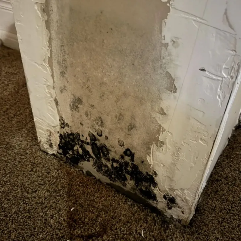 Professional Mold Removal in Kingfisher County, OK